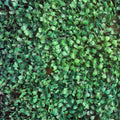 Pasto Sintetico Muro Imp 40x60cm